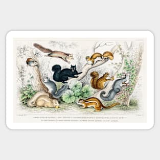 Antique British Illustration of Squirrels (1820) Sticker